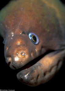 Gymnothorax unicolor (Syria)
 by Mathieu Foulquié 